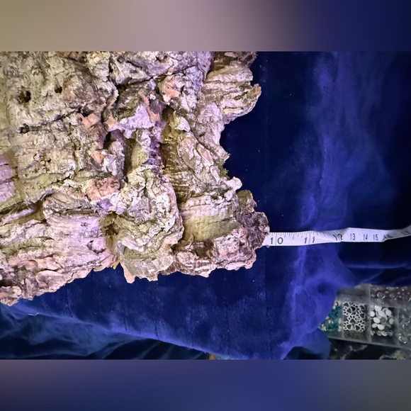 Air Plant Cork Mounted Arrangement - Green - Picture 7 of 7